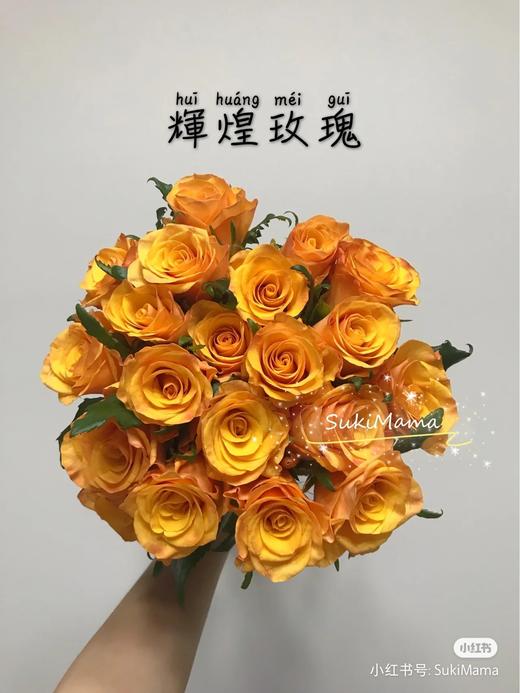 玫瑰诺斯辉煌 商品图0