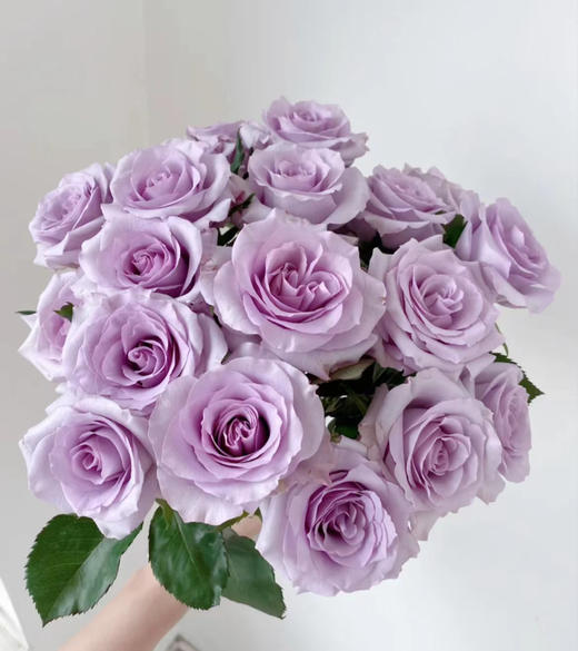 【拍市玫瑰】海洋之歌 10支/扎  约60公分 商品图0