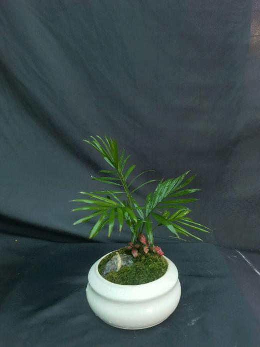 袖珍椰子组合盆栽 商品图0