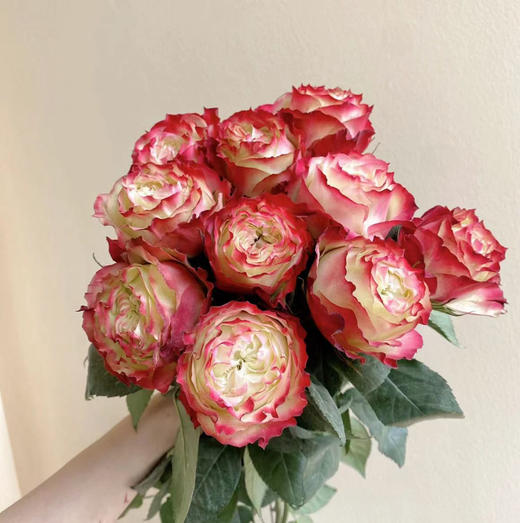 【昆明玫瑰】苹果酱（苹果杰克） 20枝/扎  约70公分 商品图0