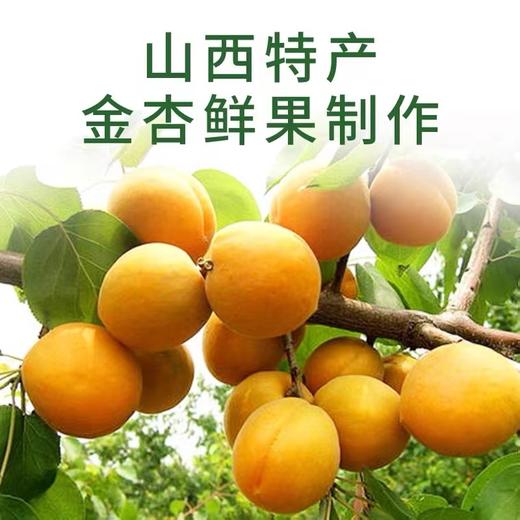 云娃金杏果干85g/袋 商品图2