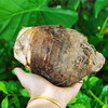 【果蔬精选】广西正宗荔浦芋头 粉糯香甜 芋香浓郁 绵柔细腻 满屋飘芋香 产地直发 商品缩略图2