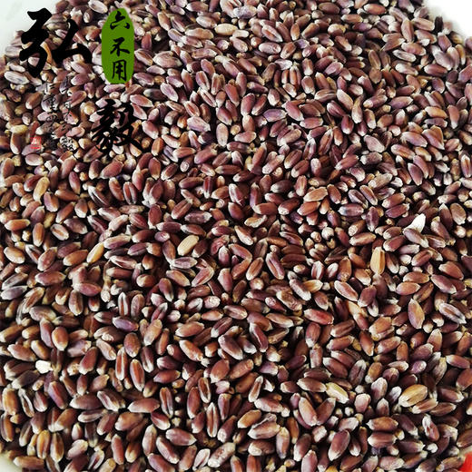 【弘毅六不用生态农场】六不用 黑麦 1斤/份 老品种 商品图1