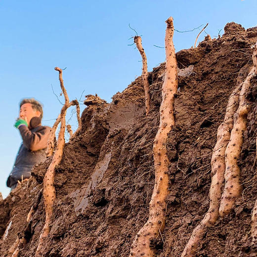 【产地顺丰直发】中国地理标识产品，正宗河南焦作温县垆土铁棍山药五斤装 商品图8