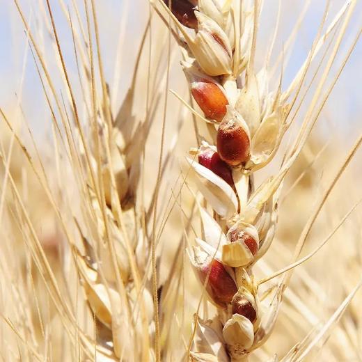 新疆有机黑小麦全麦面粉5斤装 蒸馒头做面做饼劲道口感 商品图1