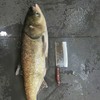 有机大头鱼头 | 合作生产 * Organic-bighead Carp | Coproduction 商品缩略图5