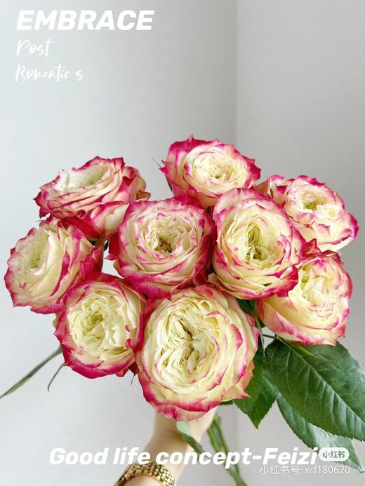 玫瑰苹果杰克 商品图0