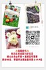 大凉山糖心苹果+超甜蓝莓葡萄（拼团） 商品缩略图0