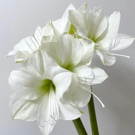 精品花卉朱顶红鲜切花2支 商品图4