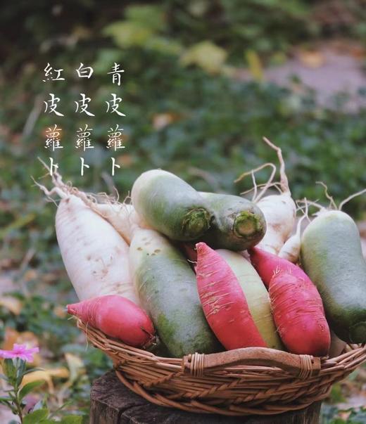 【时令】新鲜水萝卜 商品图0