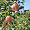 丨有机丨宫藤富士苹果  带箱10斤 产自河北太行山区梨岩山庄 苹果是按重量算，可能箱子里会有空格 商品缩略图5
