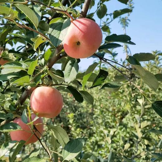 丨有机丨宫藤富士苹果  带箱10斤 产自河北太行山区梨岩山庄 苹果是按重量算，可能箱子里会有空格 商品图5