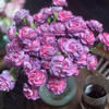 多头康乃馨.野马 商品缩略图1