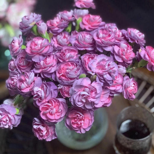 多头康乃馨.野马 商品图1