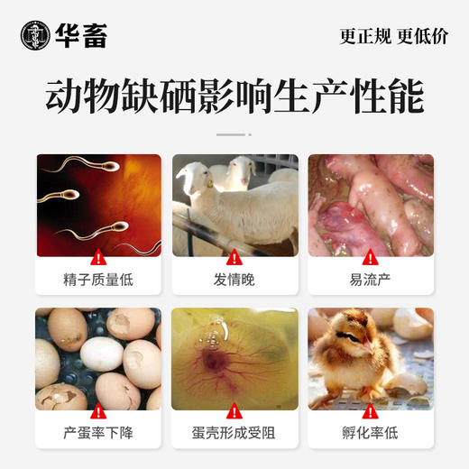 华畜兽用 酵母硒VE250g 维生素e饲料添加剂 特添加有机硒 提高发情率 增加产仔头数 商品图2