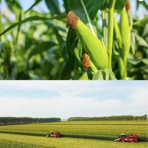 【内蒙古糯玉米】有黄白黑三种玉米可选！口感香甜软糯，好吃又营养！非转基因，热量低，饱腹的健康粗粮！农作物属于天然生长，个头大小会有不同！【NLT-J仓】 商品图9