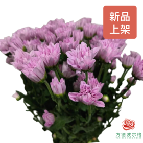 多头小菊 雅典娜