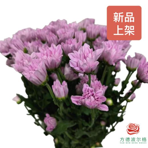 多头小菊 雅典娜 商品图0