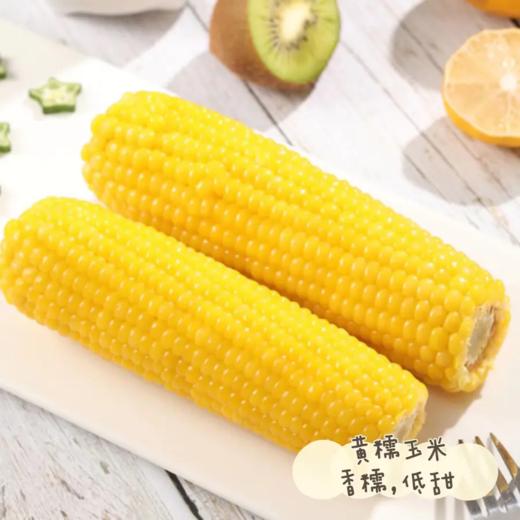 【内蒙古糯玉米】有黄白黑三种玉米可选！口感香甜软糯，好吃又营养！非转基因，热量低，饱腹的健康粗粮！农作物属于天然生长，个头大小会有不同！【NLT-J仓】 商品图12