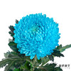 小菊 | 牡丹菊蓝色【人工吸染，有色差，慎重下单】 商品缩略图1