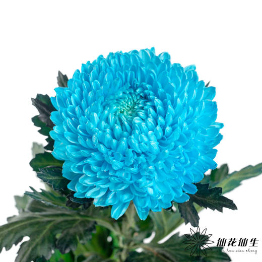 小菊 | 牡丹菊蓝色【人工吸染，有色差，慎重下单】 商品图1