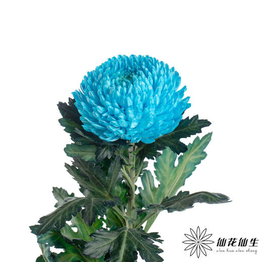 小菊 | 牡丹菊蓝色【人工吸染，有色差，慎重下单】 商品图2