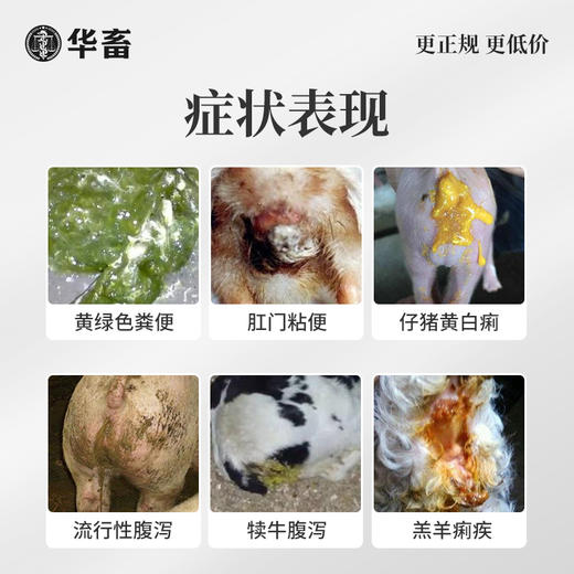 华畜白头翁散1kg  肠炎腹泻 凉血止痢 严选中药材 效果更好 禽畜通用黄白痢中药 商品图1