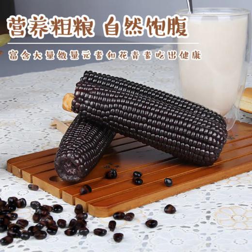 【内蒙古糯玉米】有黄白黑三种玉米可选！口感香甜软糯，好吃又营养！非转基因，热量低，饱腹的健康粗粮！农作物属于天然生长，个头大小会有不同！【NLT-J仓】 商品图13