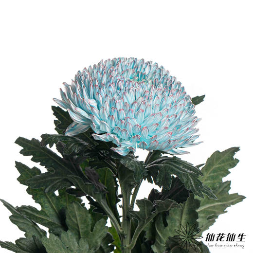 小菊 | 牡丹菊青花瓷【人工吸染，有色差，慎重下单】 商品图3