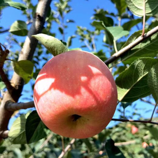 丨有机丨宫藤富士苹果  带箱10斤 产自河北太行山区梨岩山庄 苹果是按重量算，可能箱子里会有空格 商品图6
