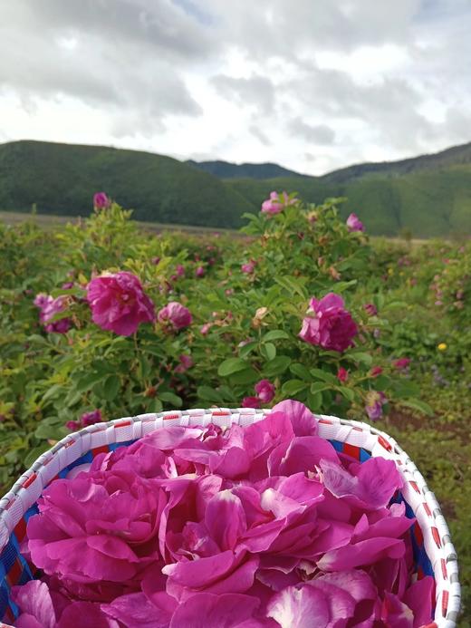 高原生态玫瑰花 商品图1