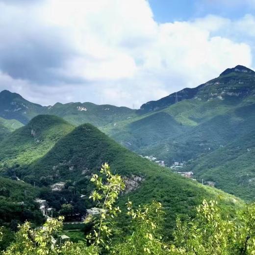 丨有机丨宫藤富士苹果  带箱10斤 产自河北太行山区梨岩山庄 苹果是按重量算，可能箱子里会有空格 商品图9
