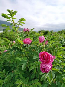 高原生态玫瑰花