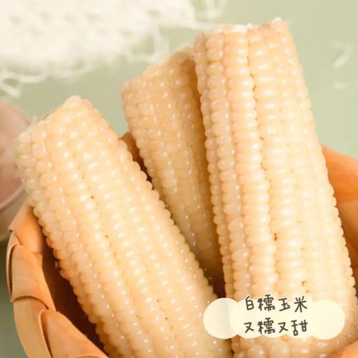 【内蒙古糯玉米】有黄白黑三种玉米可选！口感香甜软糯，好吃又营养！非转基因，热量低，饱腹的健康粗粮！农作物属于天然生长，个头大小会有不同！【NLT-J仓】 商品图5
