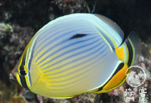 冬瓜蝶 商品图1