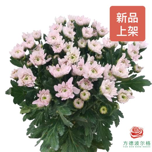 多头小菊 我的爱 商品图0