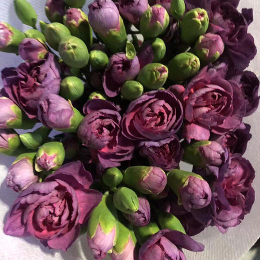 多头康乃馨.野马 商品图0