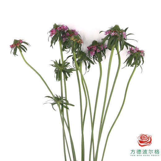 松虫草 棉花糖 商品图2