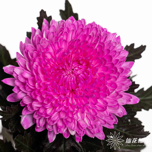 小菊 | 牡丹菊玫红色【人工吸染，有色差，慎重下单】 商品图1