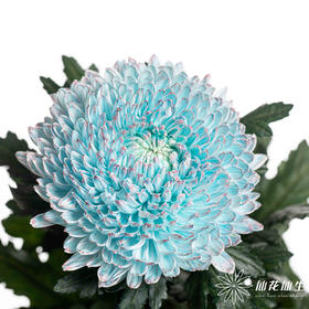 小菊 | 牡丹菊青花瓷【人工吸染，有色差，慎重下单】