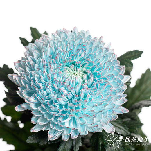 小菊 | 牡丹菊青花瓷【人工吸染，有色差，慎重下单】 商品图0