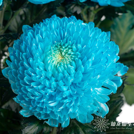 小菊 | 牡丹菊蓝色【人工吸染，有色差，慎重下单】 商品图0