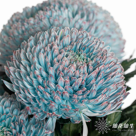 小菊 | 牡丹菊青花瓷【人工吸染，有色差，慎重下单】 商品图2