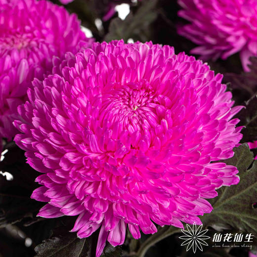 小菊 | 牡丹菊玫红色【人工吸染，有色差，慎重下单】 商品图0