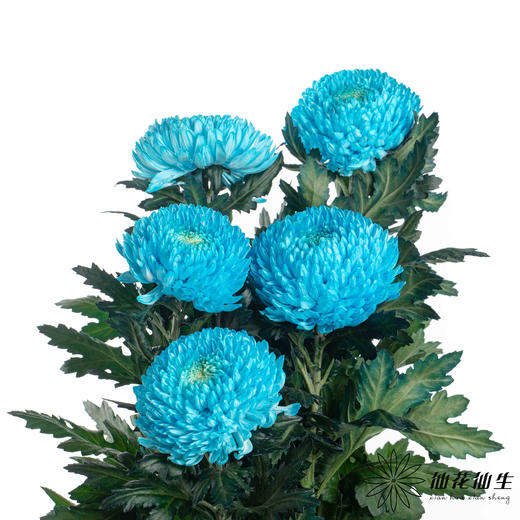 小菊 | 牡丹菊蓝色【人工吸染，有色差，慎重下单】 商品图3