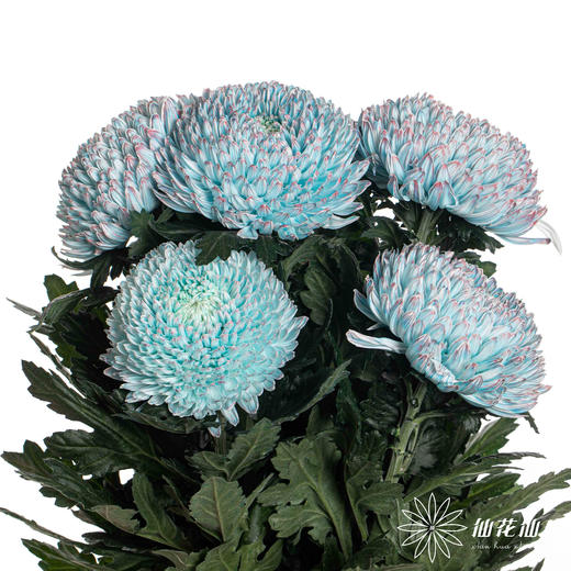 小菊 | 牡丹菊青花瓷【人工吸染，有色差，慎重下单】 商品图1