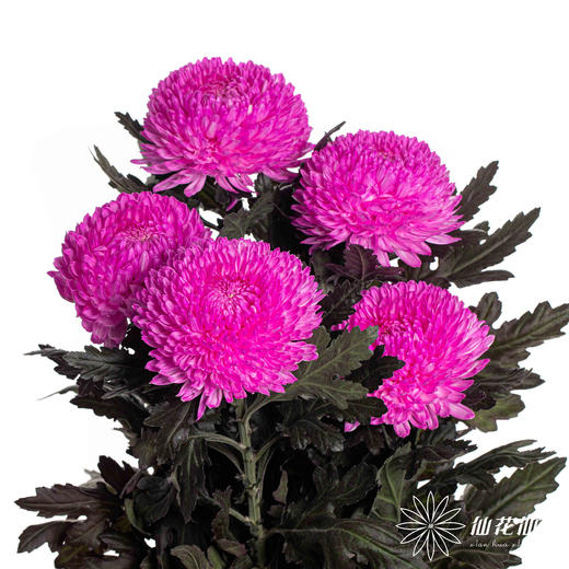 小菊 | 牡丹菊玫红色【人工吸染，有色差，慎重下单】 商品图3