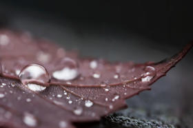 寒露丨宜润燥、养肺、壮脾胃