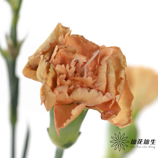 多头康乃馨 | 卡布奇诺 商品图1