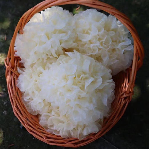 福建古田新鲜银耳、从菇棚采摘直接到您的手中！不用浸泡，直接下锅煮就软糯出胶，满满的胶原蛋白！ 商品图2